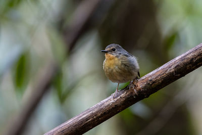 Close-up of bird perching on branch