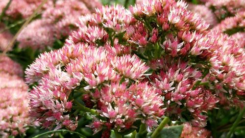 Close-up of pink flowers