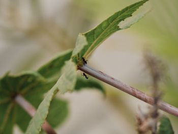 Close-up of insect on leaf