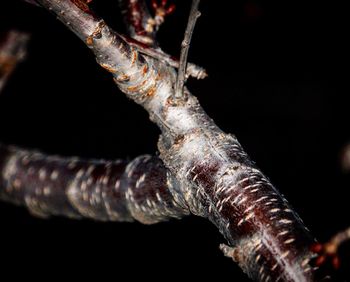 Close-up of rusty barbed wire