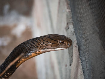 Close-up of lizard on wall