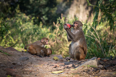 Male macaque monkey and family sitting and drinking beer.