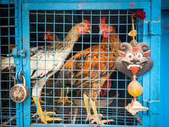 View of birds in cage
