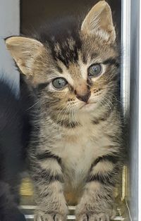 Close-up portrait of cat looking at camera