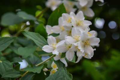 Jasmine absolute egyptian or jasmine grandiflorum flowers