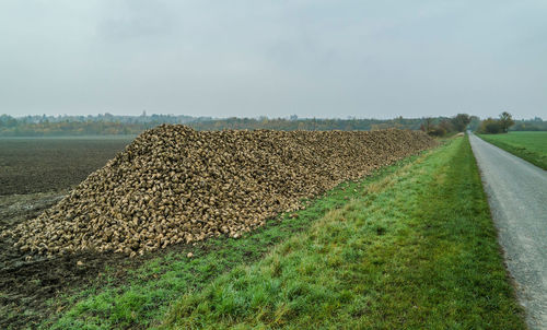 Scenic view of agricultural field against sky