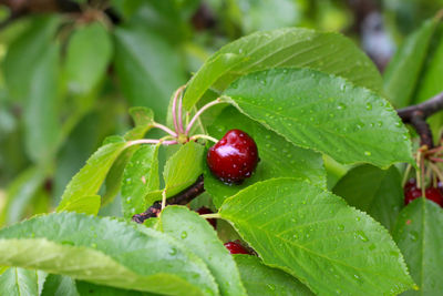 Close-up of red berries growing on plant