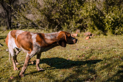 Side view of dog standing on field