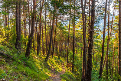 Pine trees in forest