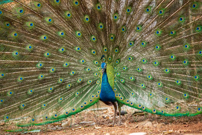 Peacock feather on land