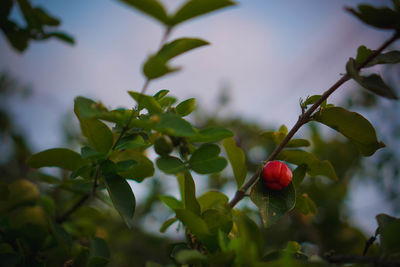 Close-up of red berries growing on tree