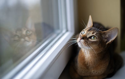 Closeup head of clumsy abyssinian cat in front portrait with curious face