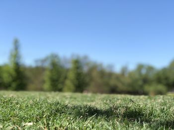 Surface level of grassy field against clear sky
