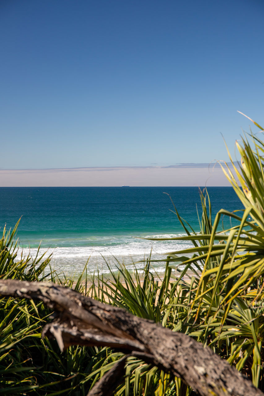 PLANTS GROWING ON BEACH AGAINST CLEAR SKY