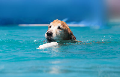 Close-up of dog swimming in pool