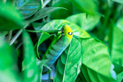 Close-up of insect on leaf