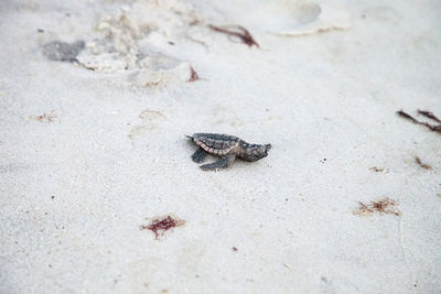 High angle view of caterpillar on sand