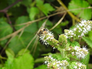 Close-up of bee pollinating on flower