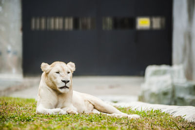 Lioness relaxing on grassy field at zoo