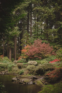 Scenic view of lake amidst trees in forest