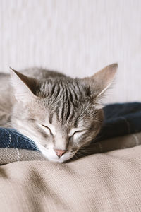 A domestic striped gray cat sleep on the bed. the cat in the home interior. 