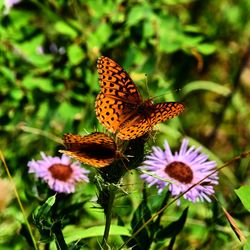 Close-up of butterfly pollinating on flower