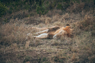 View of a cat resting on field