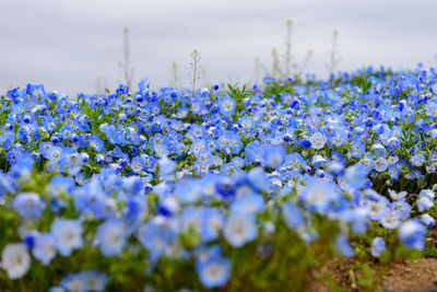 Close-up of purple flowering plants on field