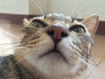 Close-up of a cat looking away at home