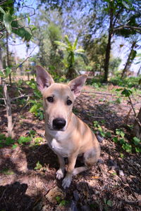 Portrait of dog in forest