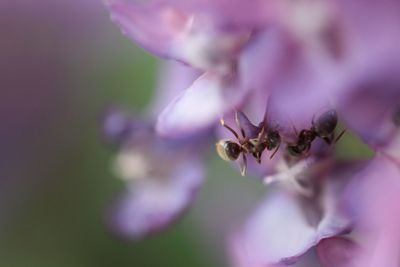 Close-up of insect ant on purple flower