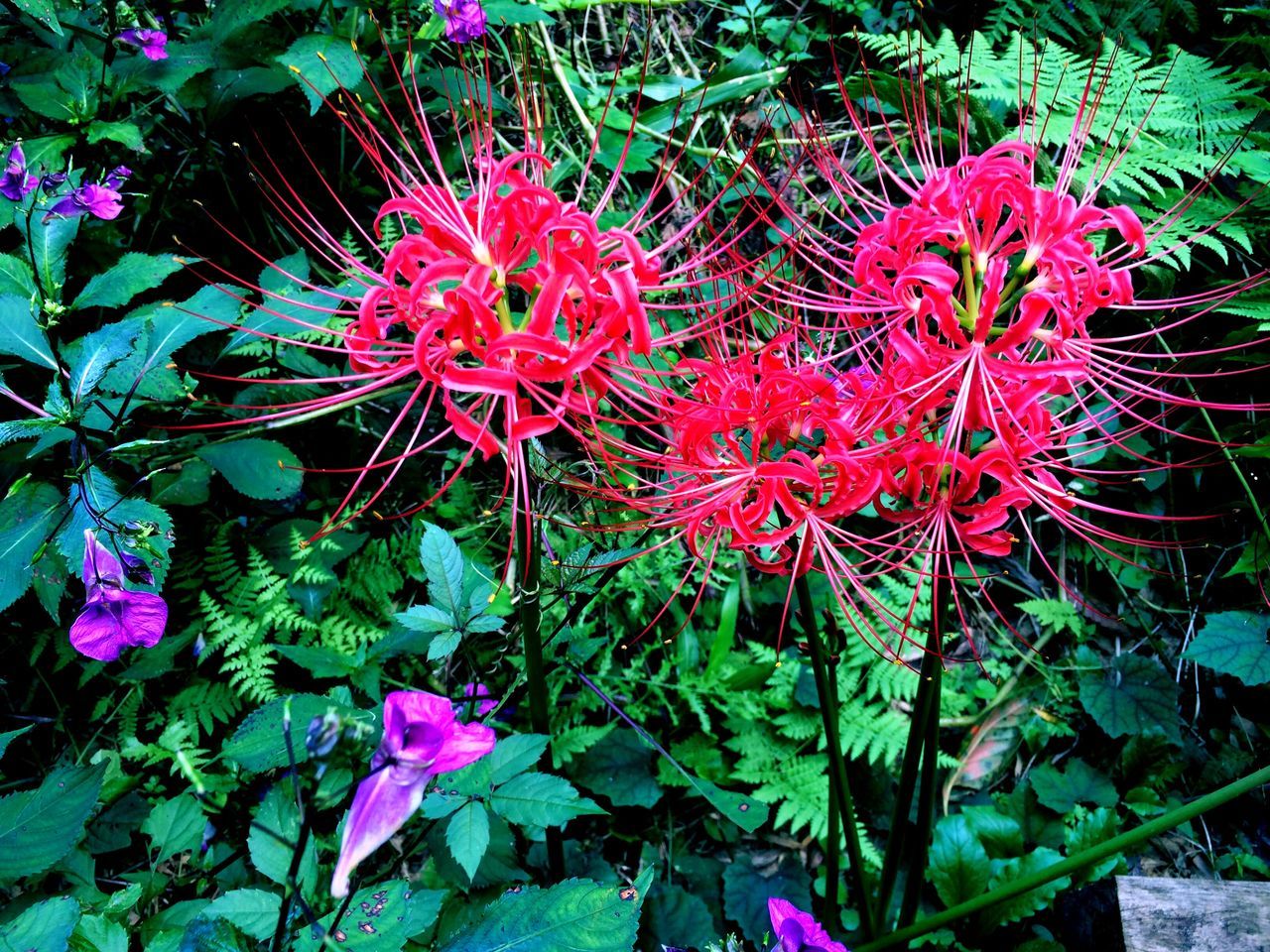 flower, freshness, growth, petal, fragility, pink color, leaf, beauty in nature, blooming, flower head, plant, nature, in bloom, park - man made space, green color, close-up, outdoors, high angle view, pink, blossom