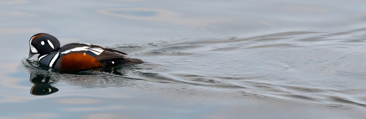 CLOSE-UP OF BIRD SWIMMING IN WATER