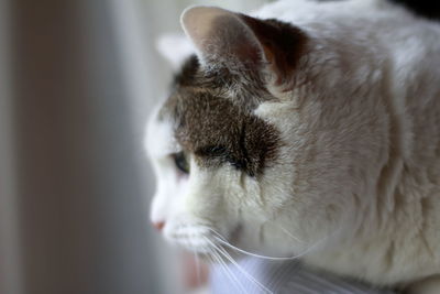 Close-up of a cat