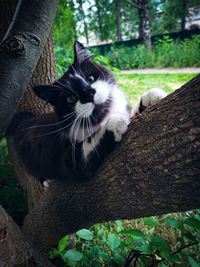 Portrait of cat on tree trunk