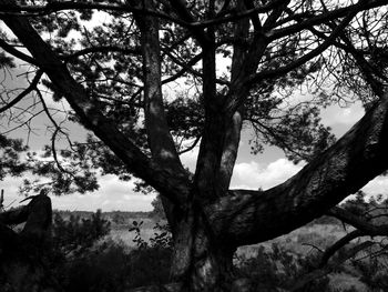 Low angle view of trees in forest against sky