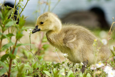 Close-up of a bird on land