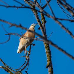 Low angle view of bird perching on tree against sky