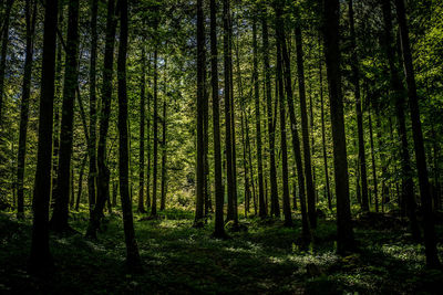 Trees in forest