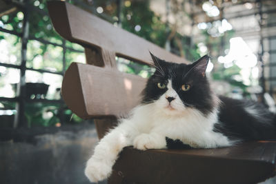 Cute black and white persian cat siting on floor and look at camera, pet and animal concept