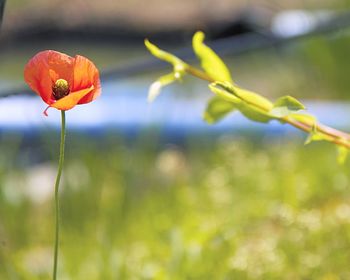 Close-up of poppy blooming outdoors