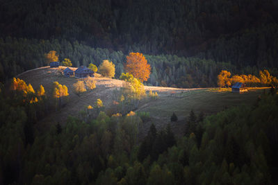 High angle view of trees in forest during autumn