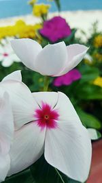 Close-up of pink flower