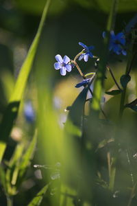 Close-up of purple flowers blooming outdoors