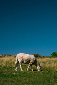 Sheep grazing in a field