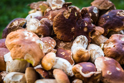 High angle view of mushrooms