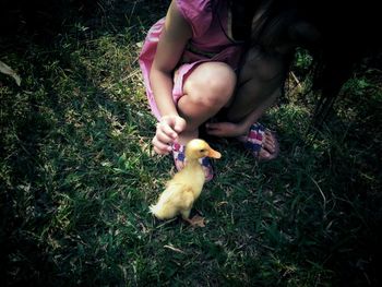 Low section of girl crouching by duckling on grass