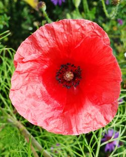 Close-up of red poppy blooming outdoors