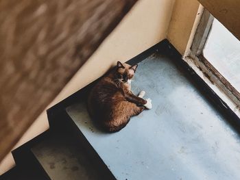 High angle view of cat resting on staircase at home