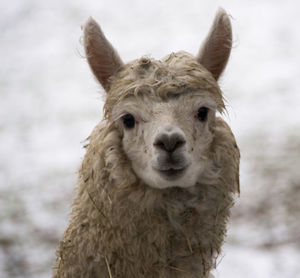 Close-up portrait of sheep on field